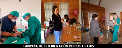 CAMPA&Ntilde;A DE ESTERILIZACI&Oacute;N DE PERROS Y GATOS