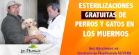 ESTERILIZACIONES GRATUITAS DE PERROS Y GATOS