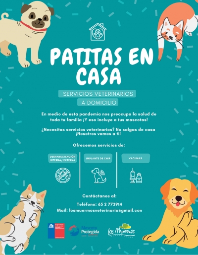 &ldquo;Patitas en Casa&rdquo;: El servicio de veterinario a domicilio gratuito impulsado por el municipio